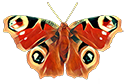 An image of an Inachis io butterfly