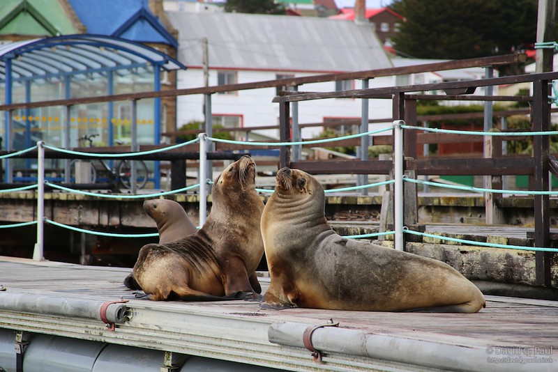 Antarctic Fur Seals at Port Stanley