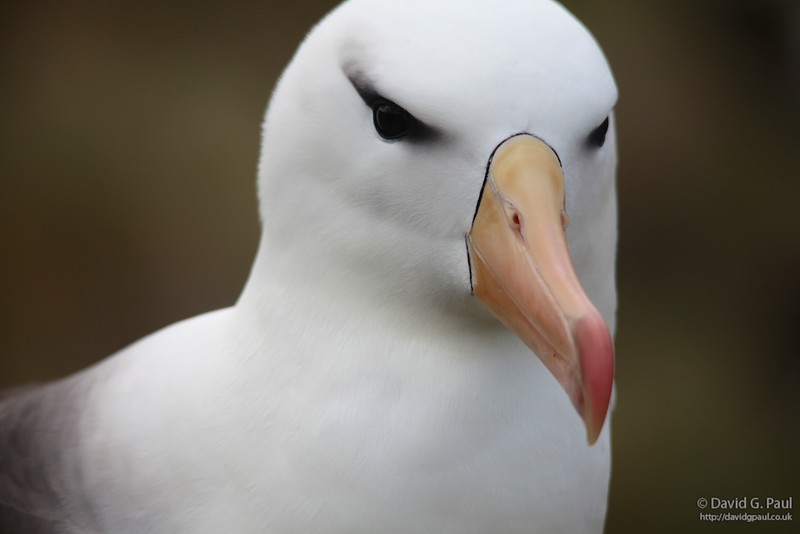 Black-browed Albatross (Close-up)