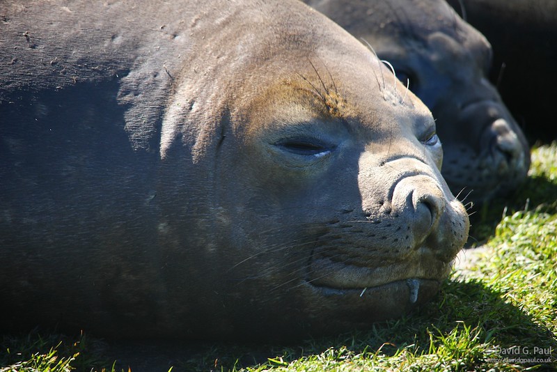 Female Adult Elephant Seal