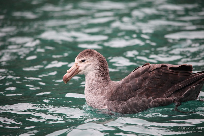 Northern Giant Petrel