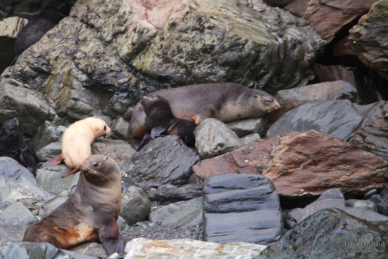 Antarctic Fur Seals