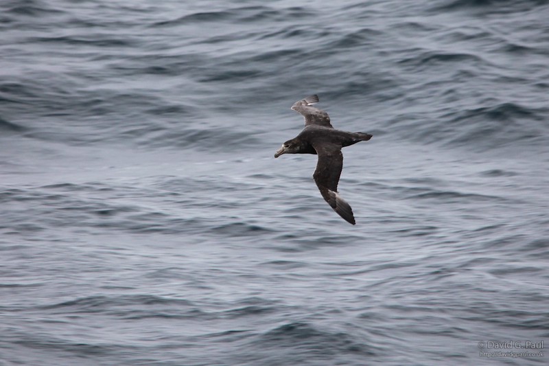 Southern Giant Petrel