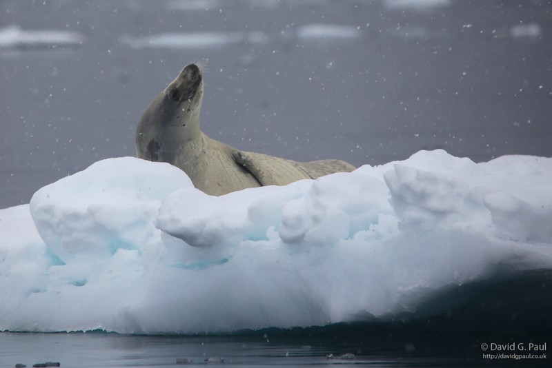 Crabeater Seal
