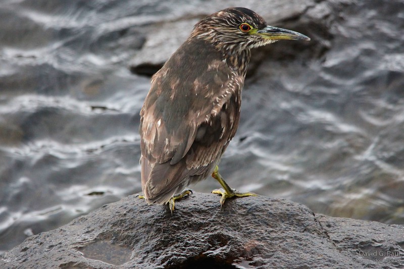 Juvenile Black-crowned Night Heron