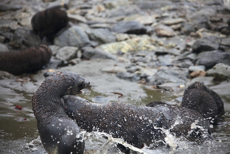 Juvenile Antarctic Fur Seals fighting