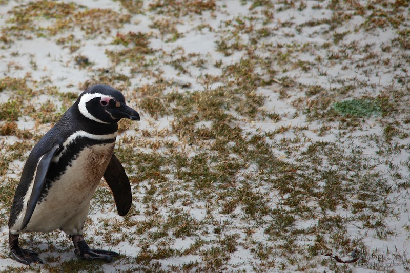 Magellanic Penguin
