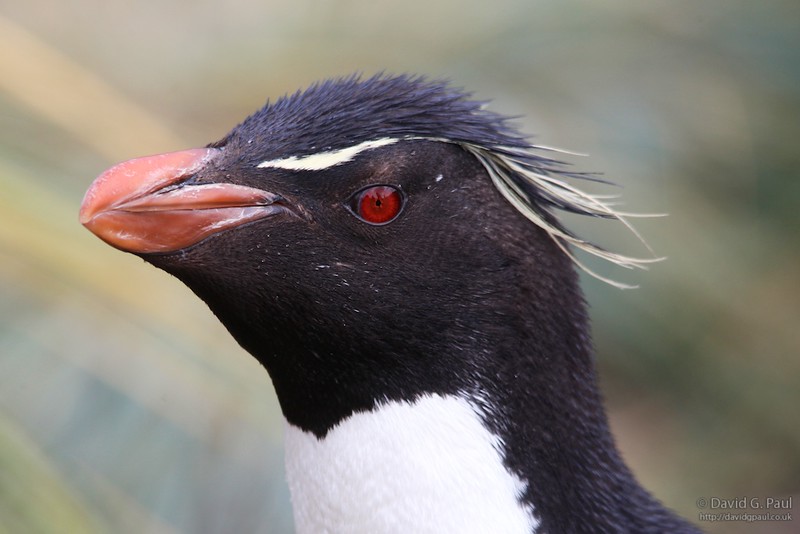 Southern Rockhopper Penguin (Close-up)