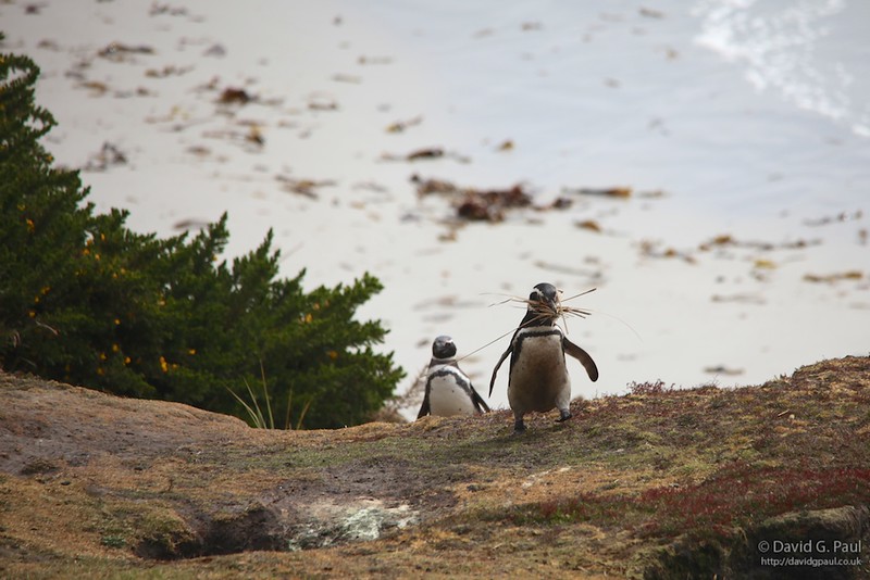 Magellanic Penguins building a nest
