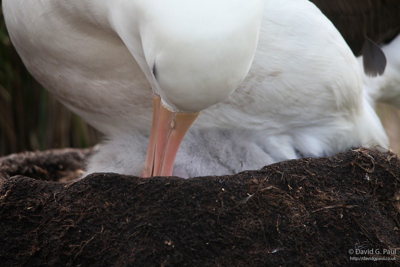 Black-browed Albatross tending to it’s chick