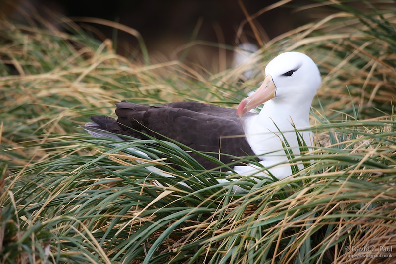 Black-browed Albatross