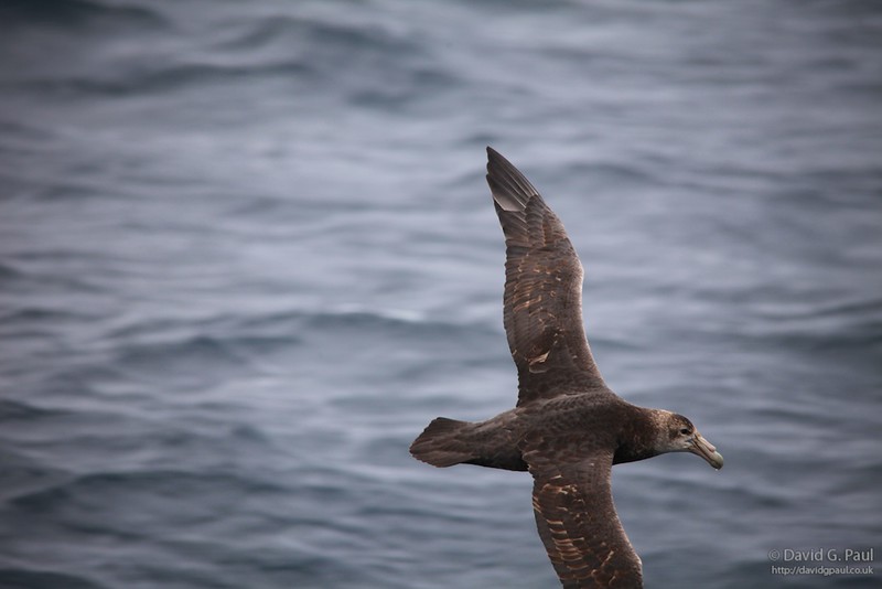 Juvenile Southern Giant Petrel