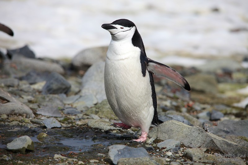 Chinstrap Penguin