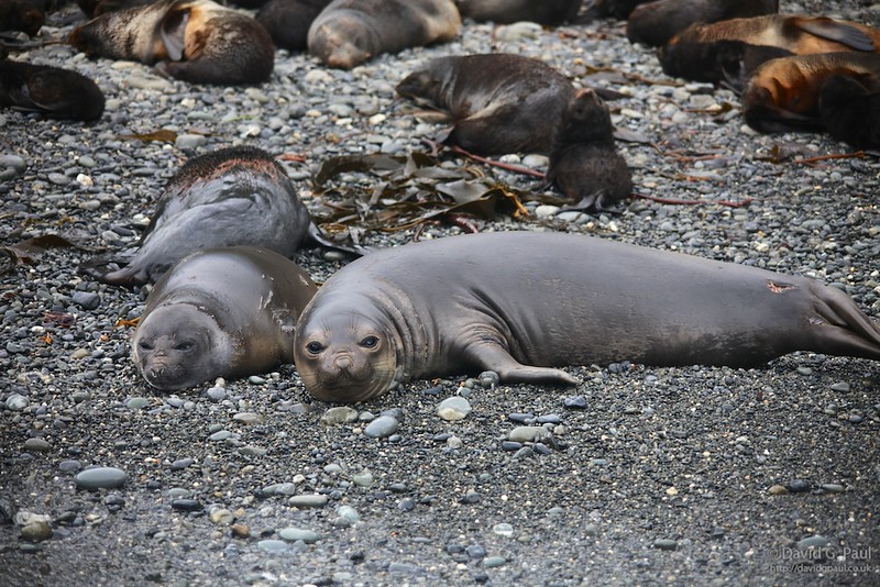 Elephant Seals