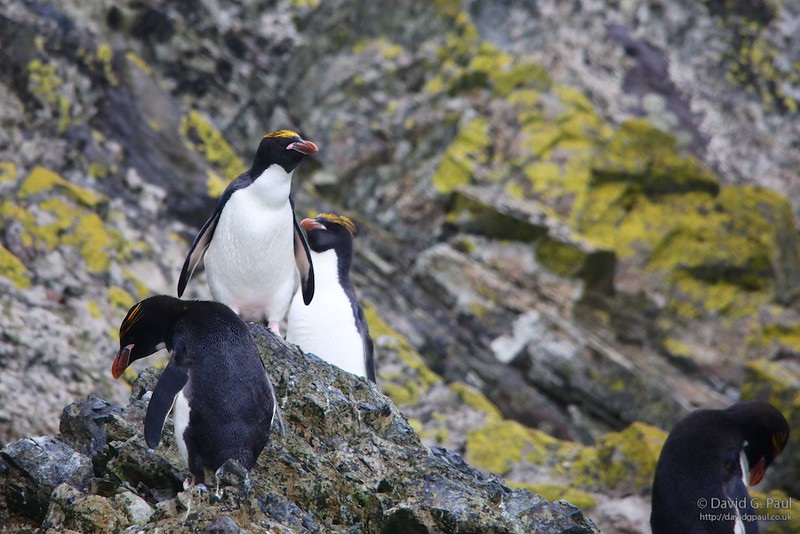 Macaroni Penguins