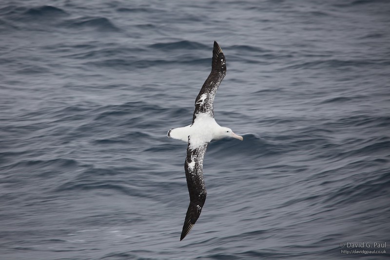 Juvenile Wandering Albatross