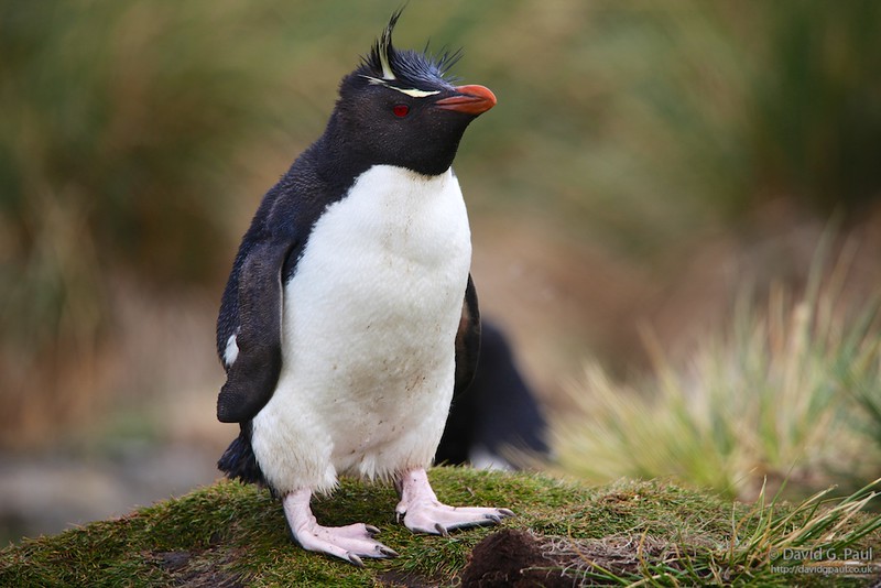 Southern Rockhopper Penguin