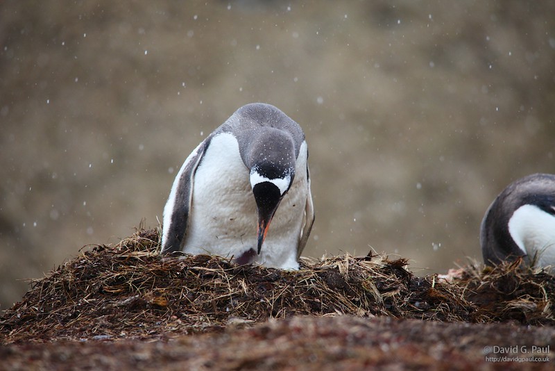 Gentoo Nest