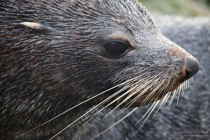 Antarctic Fur Seal (Close-up)