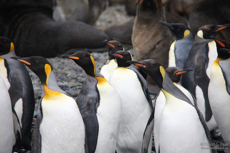 King Penguins