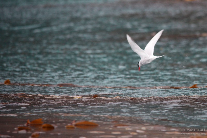 Antarctic Tern