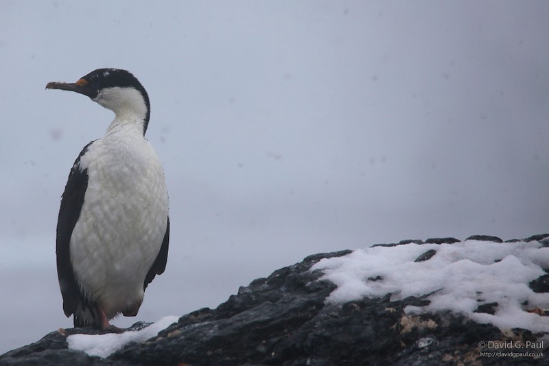 Imperial Shag