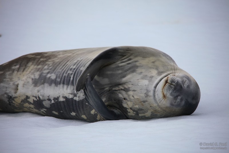 Weddell Seal