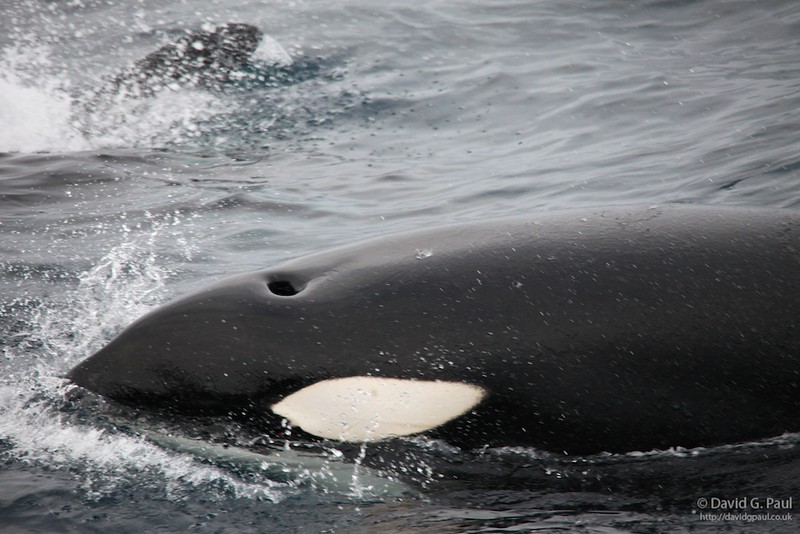 Killer Whale