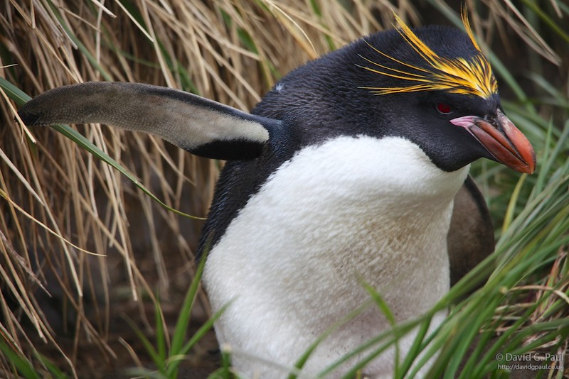 Macaroni Penguin