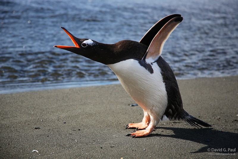 Gentoo Penguin