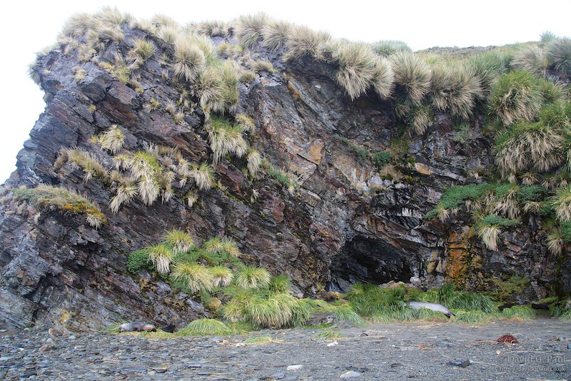 Sealer Cave
