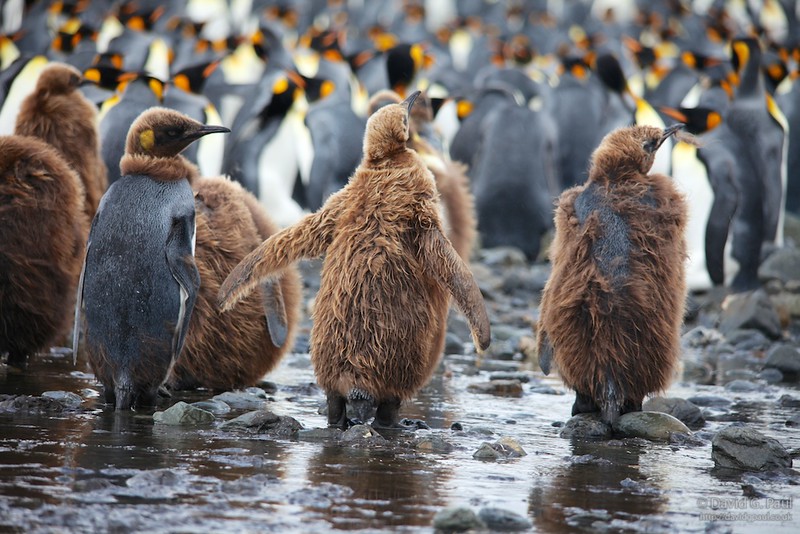 Juvenile King Penguins