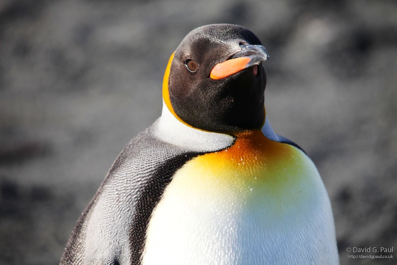 King Penguin