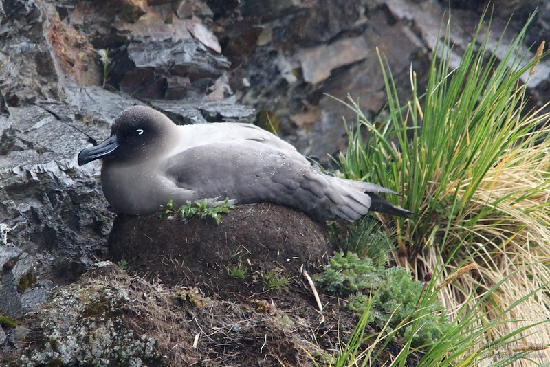 Light-mantled Sooty Albatross