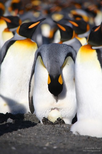 King Penguin and an egg