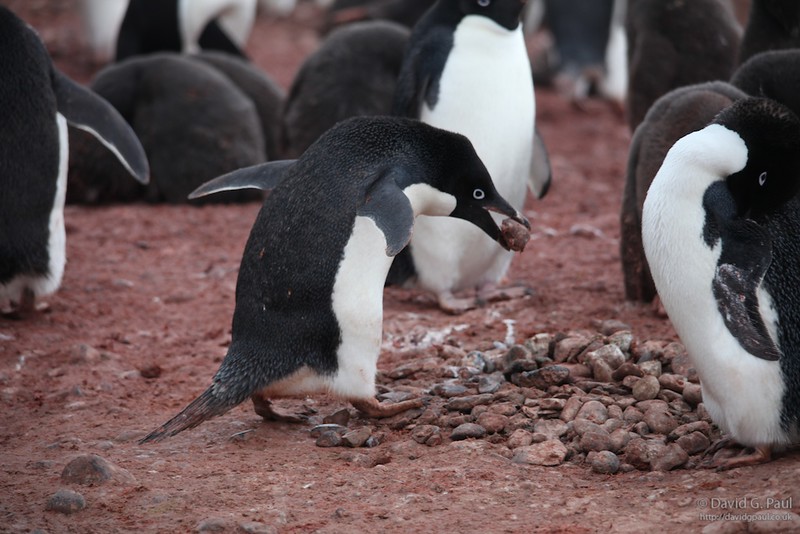 Adelie Penguin building a nest