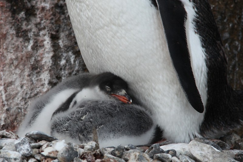 Gentoo Penguin chicks sleeping