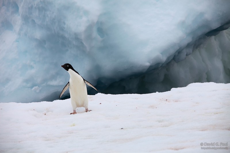 Adelie Penguin on an iceberg
