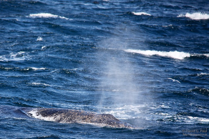 Humpback Whale