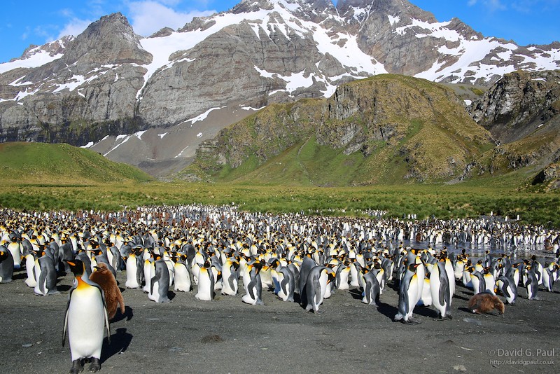 Penguin Colony