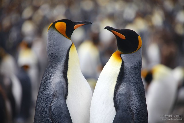 King Penguins