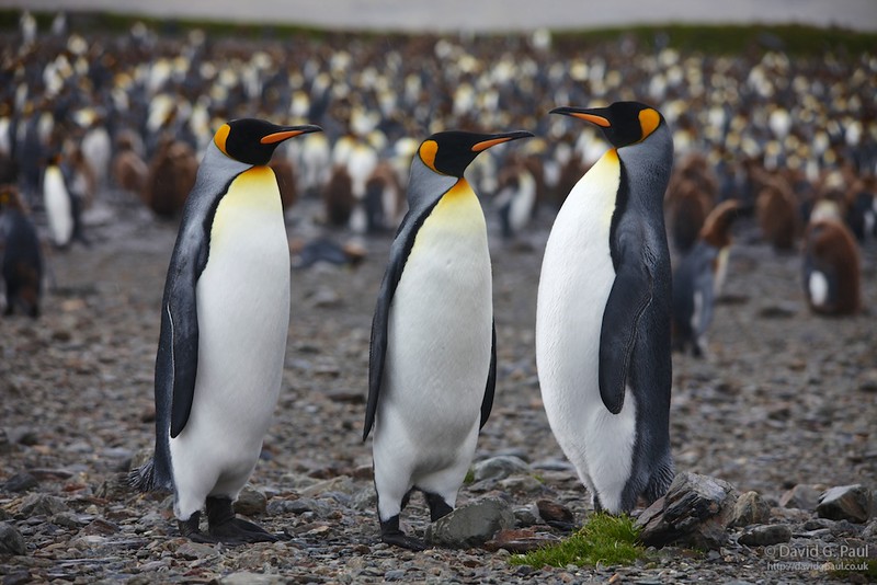 King Penguins