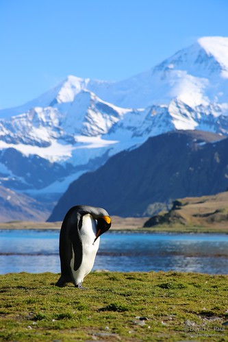 King Penguin