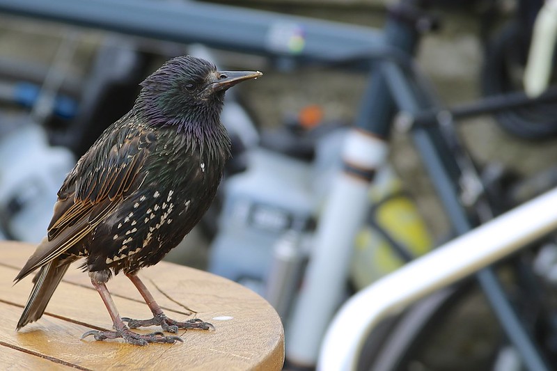 Starling (Sturnus vulgaris)