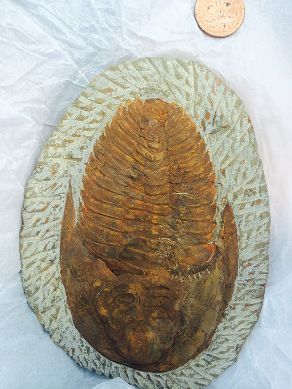Trilobite Fossil