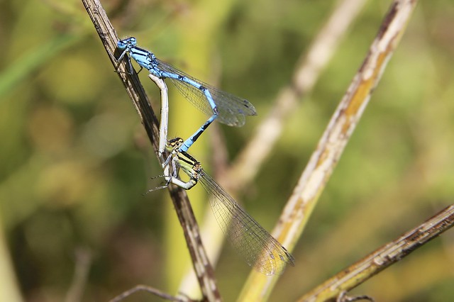 Common Blue Damselfly (Enallagma cyathigerum)