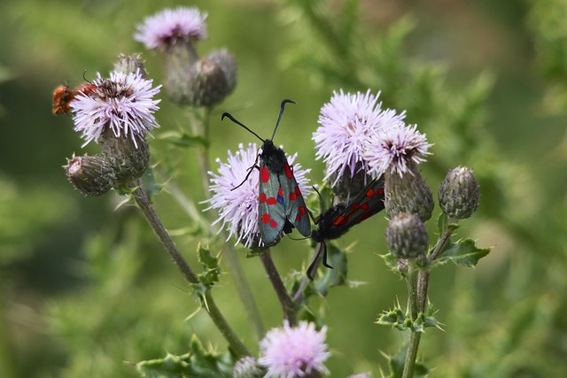 6-spotted Burnett Moth
