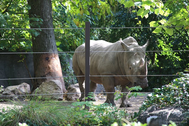 White Rhinoceros