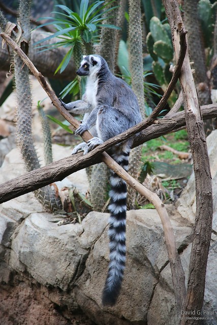 Ring-tailed Lemur