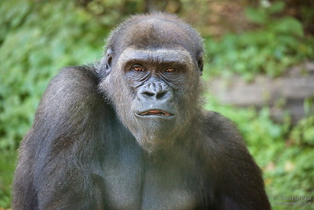 Gorilla
